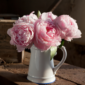 Pivoines roses dans un vase blanc